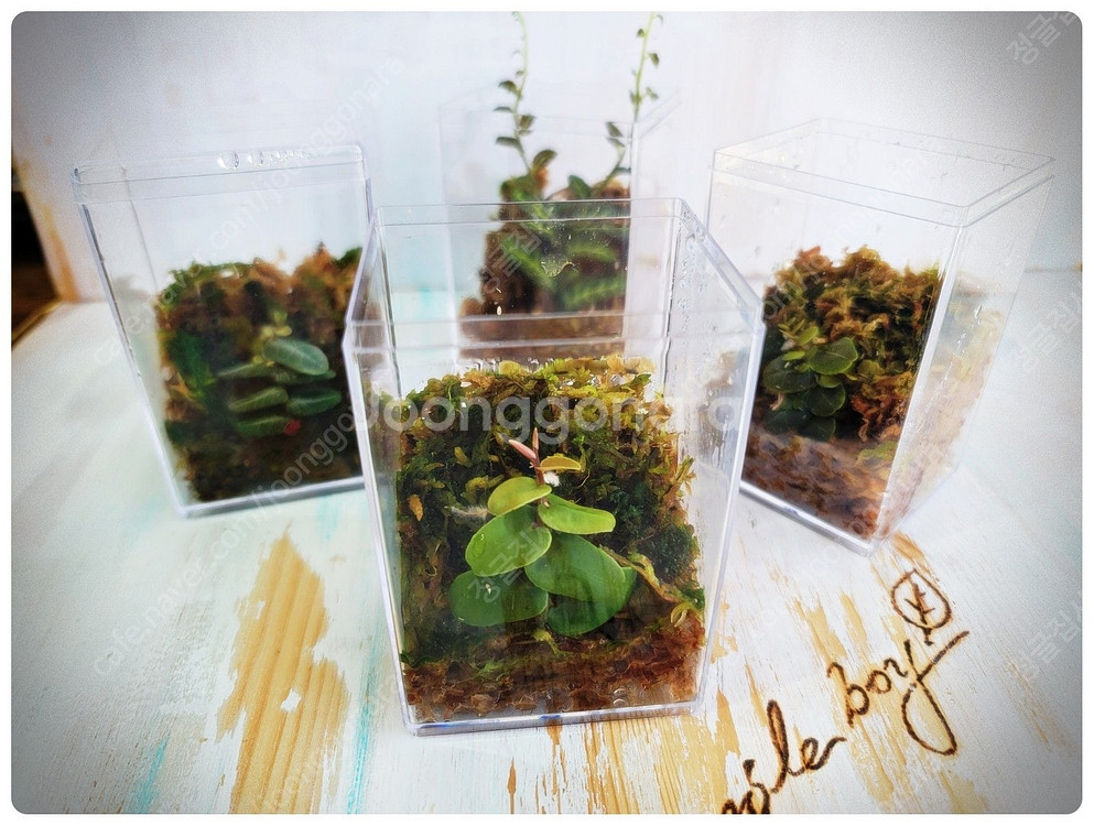 테라리움 비바리움 팔루다리움 정글식물 벌레잡이제비꽃 프리뮬리플로라 제주애기모람 바리에가타 신테니시 식충식물 아프리카...--3